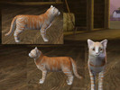 Sims 3 — Scarlet by Charizza_2 — This is Scarlet, a female adult cat. She's inspired by my own, real, cat. His name is