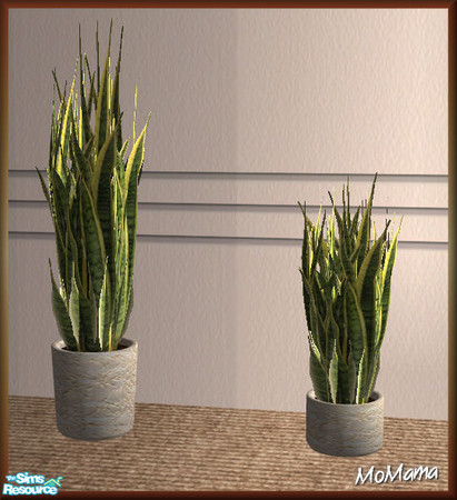 Sims 2 — NK Softly Seductive LR - Table Plant by MoMama — A lovely Sansevieria plant in vibrant green with a vase of