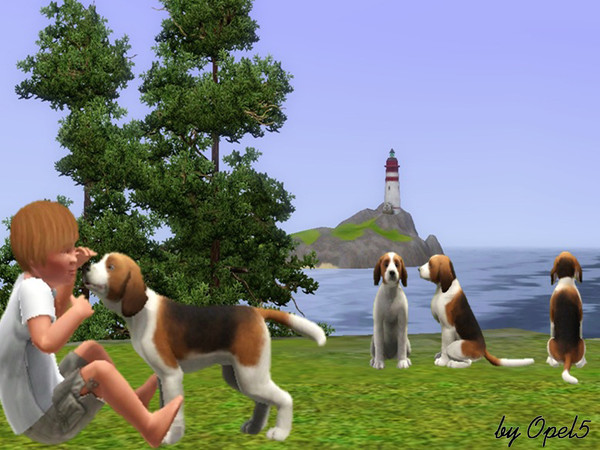 Sims 3 — Molly by opel5 — This little dog is called Molly. It is a cute female dog, that will be loved by all the Sims in
