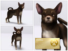 Sims 3 — Chihuahua - Pinto by LuckyFortune — Breed: Short Hair Chihuahua Gender: Male Age: Adult Color: Chocolate Traits: