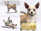 Sims 3 — Chihuahua - Princess by LuckyFortune — Breed: Short Hair Chihuahua Gender: Female Age: Adult Color: Chocolate