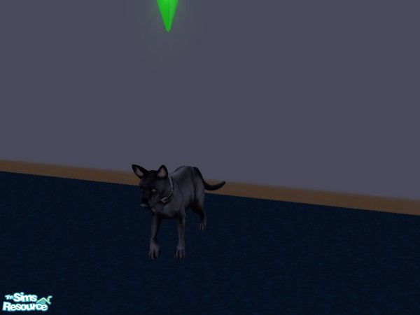 Sims 2 — Midnight  by hacc2258 — My son made friends with a dog that looks like this one, This Dog needs food and lots of