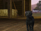 Sims 3 — Simba The Cat by ms832 — Simba is a very curious, playful and loving cat but can be very skittish and shy at