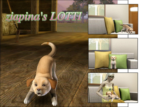 Sims 3 — LOTTI by ziapina — Lotti is a cute little dog living in Lucky Palms with Emelie. She is a hunter, playful and
