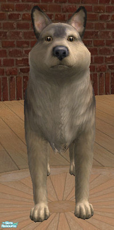 Sims 2 — Winter Wolf by Archimedes — This is a wolf found in the Sims Pets and Seasons in the winter. Reminder: This is