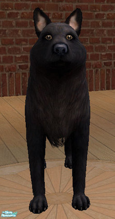 Sims 2 — Black Wolf by Archimedes — This is a maxis wolf i adopted when it appeared when my sim summoned wolves and his