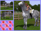 Sims 3 — ~Kiba~ (Travellers vanner horse) by Corien3 — This is ~Kibe~ a very friendly horse he love to be around people