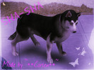 Sims 3 — Sha-sha by Corien3 — This is Sha-sha the husky dog.She is very loyal to her owners and she love to play ,so be