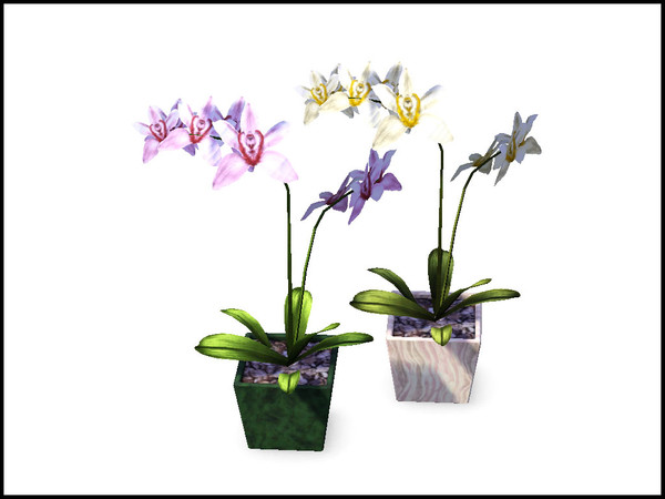 Sims 3 — Square Orchid Planter by sim_man123 — A small, square planter pot featuring a hearty Cymbidian Orchid. The