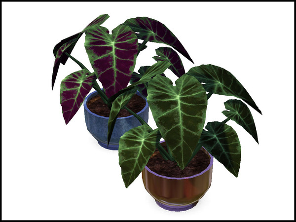 Sims 3 — Colocasia Planter by sim_man123 — A small planter featuring a Colocasia plant, also more commonly referred to as