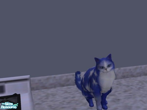 Sims 2 — Star by hacc2258 — This cat loves to play, and run she also loves being rubbed.