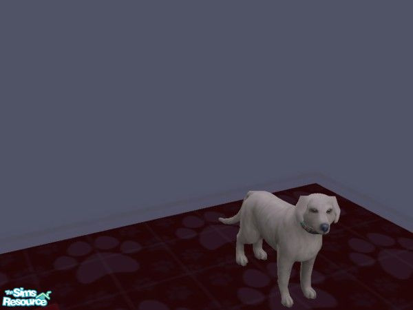 Sims 2 — Diamond by hacc2258 — Just a sweet dog looking for a home and the finer things in life, she is a true diamond in