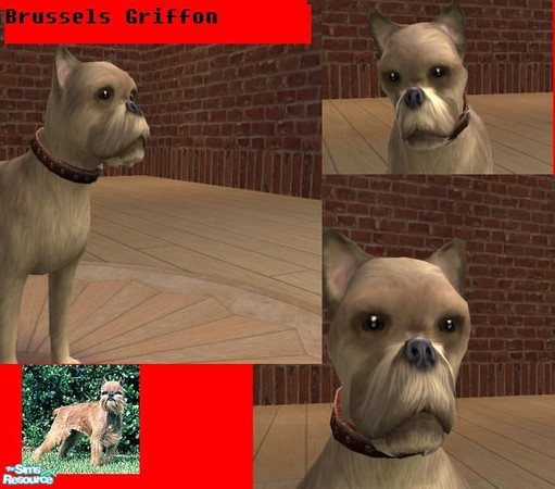 Sims 2 — Brussels Griffon by corabelle42 — These small dogs come from Brussels, some believe they are the result of