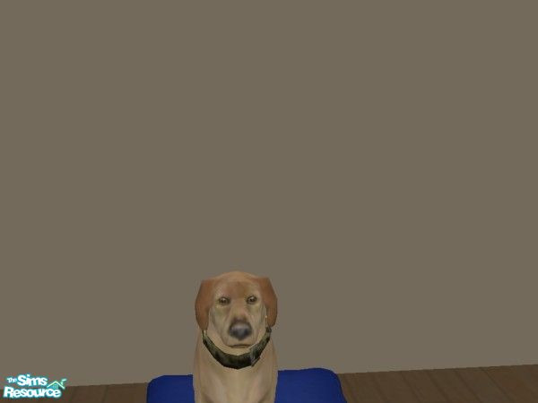 Sims 2 — Lucas by hacc2258 — Super nice dog, loves eating Sims food and sleeping in sims bed, This is my first dog go