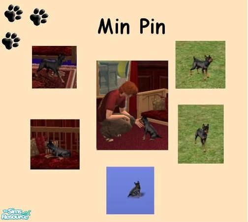 Sims 2 — Min Pin by MinnieMinPin — This is my version of my own dog. She\'s a typical Miniature Pincher.