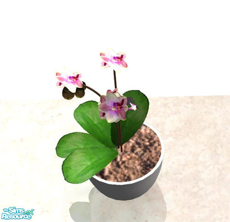 Sims 2 — Little Buddha - Orchid by Sasilia — 