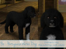 Sims 3 — Bo - President's Dog by nunilwen2 — President Obama's family pet, the portuguese water dog, Bo. Portuguese water