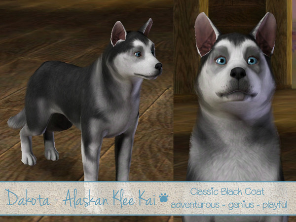 Sims 3 — Dakota - Alaskan Klee Kai (Mini husky) by nunilwen2 — Dakota is an Alaskan Klee Kai. This breed was created to