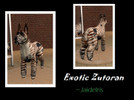 Sims 2 — Exotic Zutoran  by Jaideiris2 — This large breed is closely related to the sim canine. It is found only in the