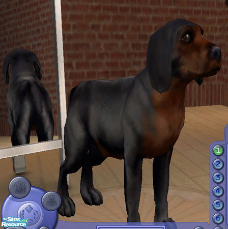 Sims 2 — My first dog by andi and grim — this is my first dog it has a small tail and the same coloring as my pet guinea