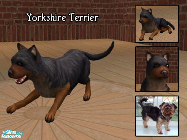 Sims 2 — Candi - Yorkshire Terrier Dog by lym — Yorkshire Terrier based on my own Yorkie Candi.
