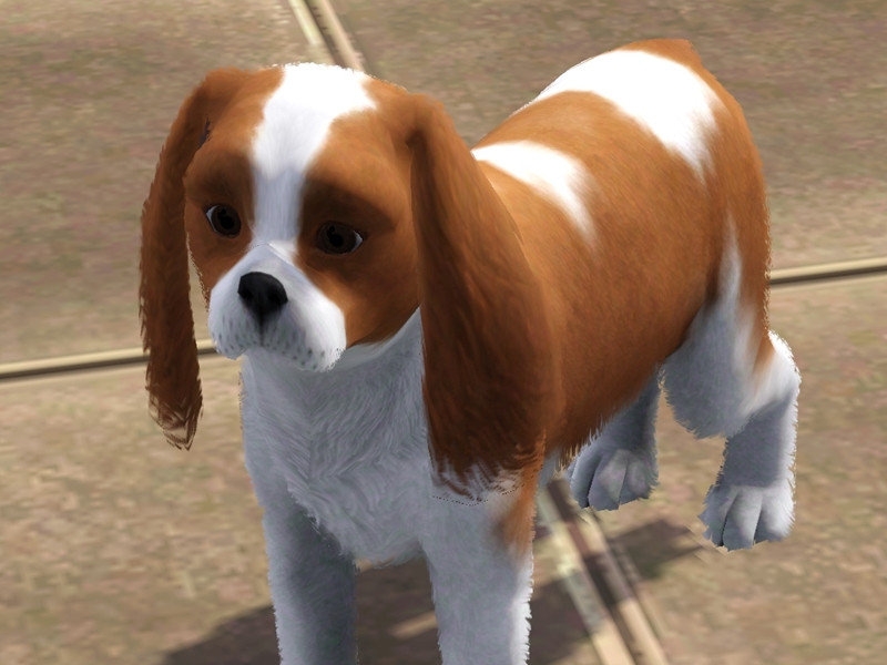 Blondii16's Rookie - Cavalier king charles spaniel