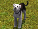 Sims 3 — Malibu Sleater by Charizza_2 — This is Malibu, Boston's sister. She loves swimming and is a very lazy dog. 