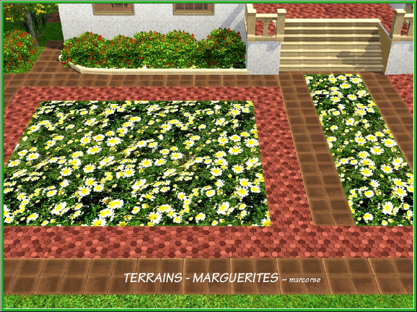 Sims 3 — Marguerites_marcorse by marcorse — Yellow-centred white marguerite daisy flowers in a terrain paint