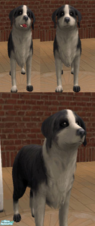 Sims 2 — Rufus by milla184 — It was my dog when i was a child... i love it! is cute!
