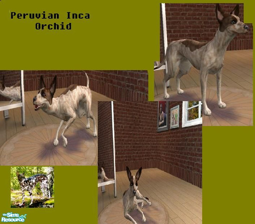 Sims 2 — Peruvian Inca Orchid by corabelle42 — These dogs originated in Peru, they are hairless with large leathery ears,