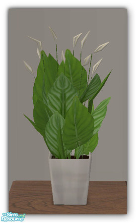 Sims 2 — NATURALS Table Peace Lily Plant MESH by simtomatic — You will need the NATURALS Hanging Spider Plant MESH in