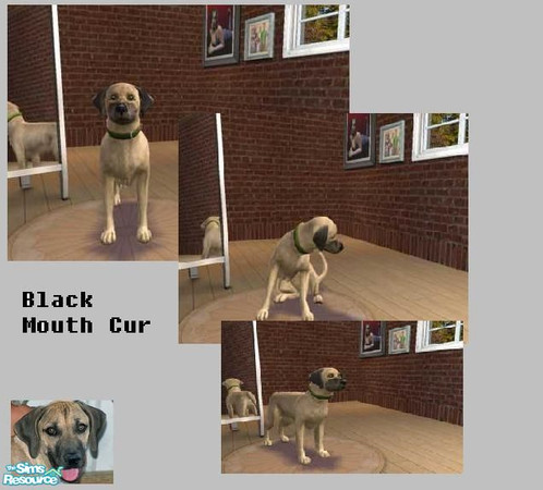 Sims 2 — Black Mouth Cur by corabelle42 — Early American settlers used the black mouth cur as an all around work dog.