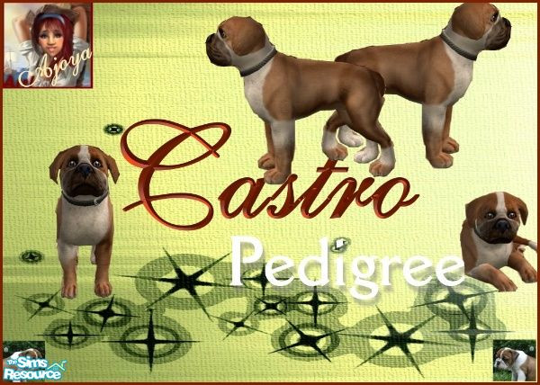Sims 2 — Castro_English Bulldog_by Ajoya by Ajoya — Castro likes to watch tv, cuddle, and be loved on! He is outstanding