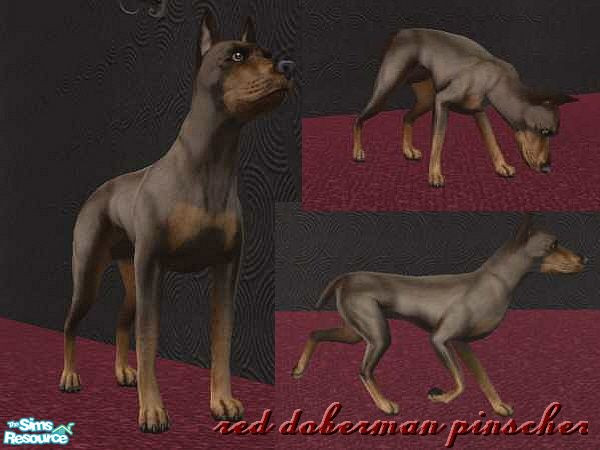 Sims 2 — Red Doberman Pinscher by horsegirl4ever2 —  This color, unlike the black & tan, has a lighter brown