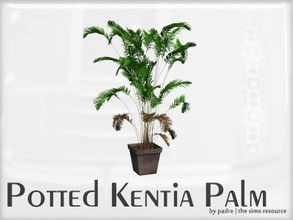 Sims 2 — Potted Kentia Palm by Padre — Potted Kentia palm tree for The Sims 2. This has quite a high-poly count for a