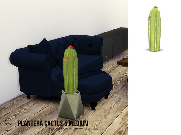 Sims 4 — PLANTERA Cactus 5 Medium by k-omu2 — A medium sized cactus with flowers to pretty-up your home. 