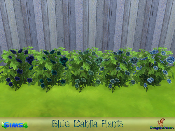 Sims 4 — Blue Dahlia Plants by DragonQueen — The dahlia is the national flower of Mexico known for its continuous,