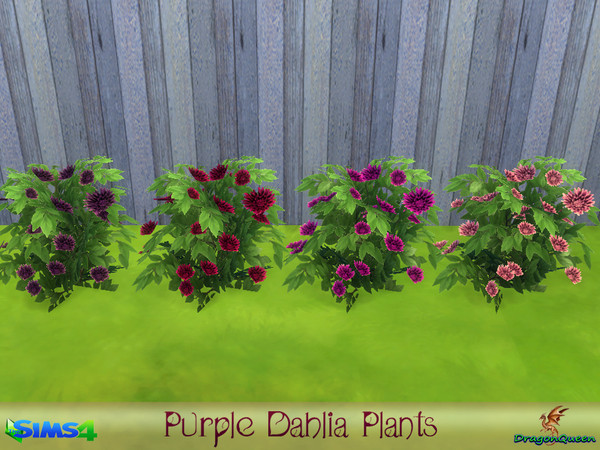 Sims 4 — Purple Dahlia Plants by DragonQueen — The dahlia is the national flower of Mexico known for its continuous,