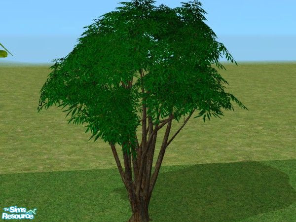Sims 2 — Bay tree Recolors - lush green by minsmusic — A Lush green recolour of the Maxis Bay Tree; bark is chocolate