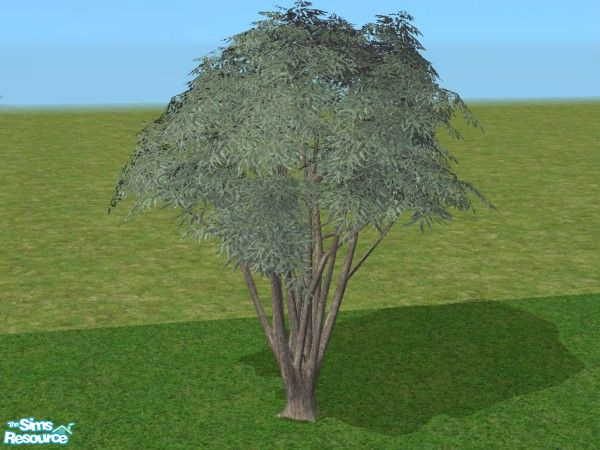 Sims 2 — Bay tree Recolors - Blue Grey by minsmusic — A recolour of Maxis Bay tree in blue grey leaf; bark is a light