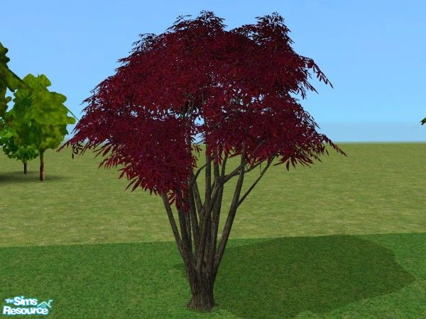 Sims 2 — Bay tree Recolors - Red by minsmusic — A deep red recolour of the Maxis bay tree, deeper coloured bark.