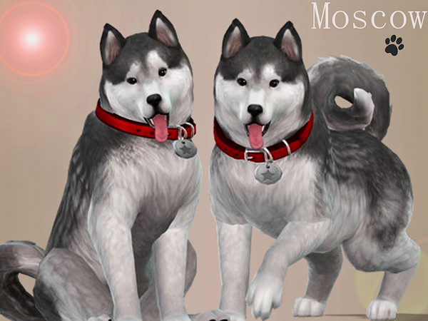 Sims 4 — Moscow the Husky [PETS NEEDED] by Margeh-75 — Uploaded 14/11/2017 Pending approval. -Give a dog a home with this