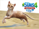 Sims 4 — Cat - Rory by Vikkei — Rory - Male - Bengal - Spoiled, Aloof, Mischievous This cat is for experienced