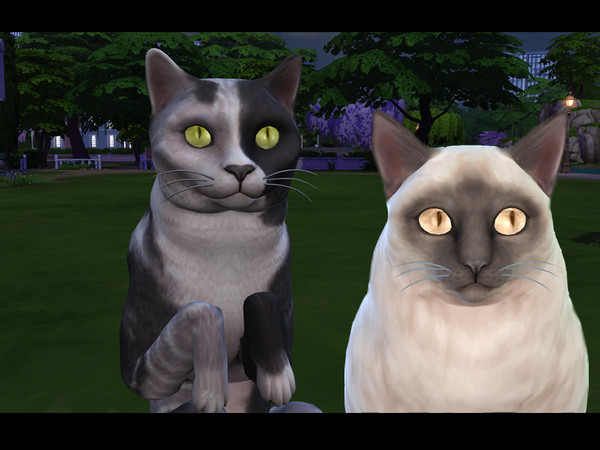 Sims 4 — Realistic Cat Eyes by Rimisa2 — Realistic cat eyes in 18 different colors.