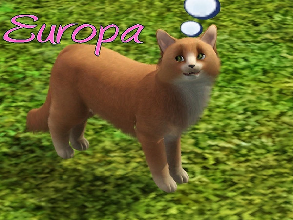 Sims 3 — Europa Cat by MissMoonshadow — Meet Europa, a beautiful female orange cat. She understands that scratching up
