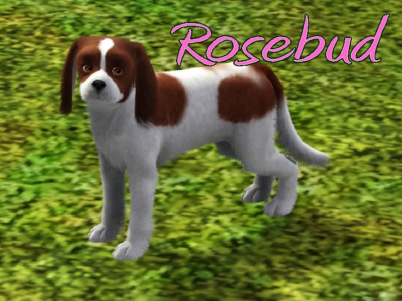 The Sims Resource Rosebud Dog