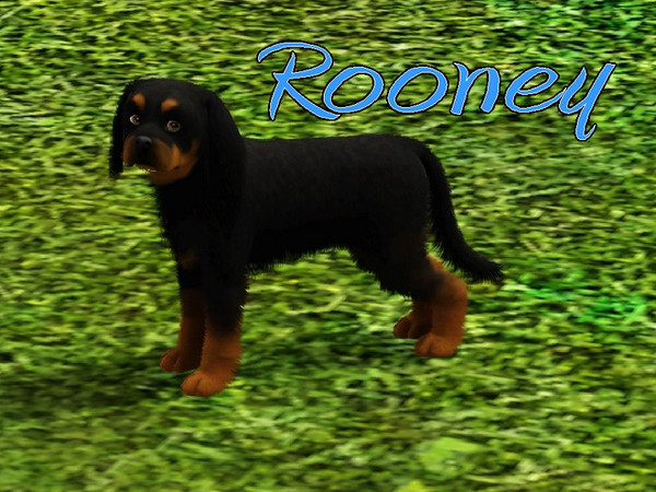 Sims 3 — Rooney Dog by MissMoonshadow — Meet Rooney, a handsome male black and tan Cavalier King Charles Spaniel. He is