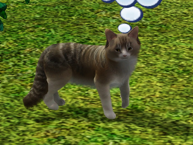 MissMoonshadow's Saffron Cat