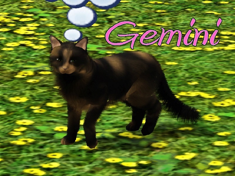MissMoonshadow s Gemini  Cat 