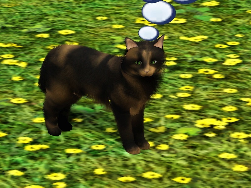 MissMoonshadow s Gemini  Cat 